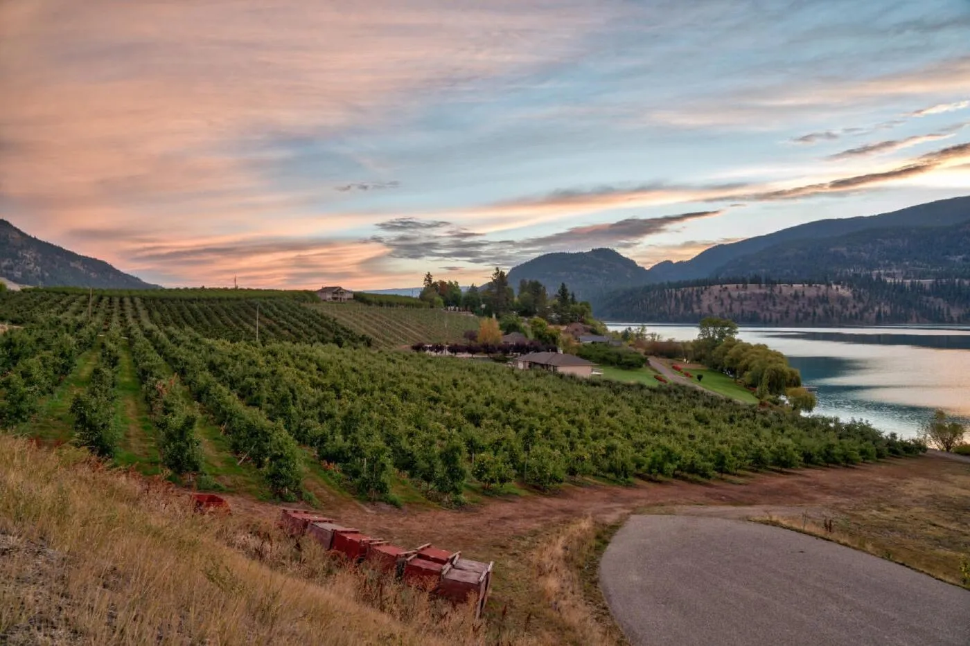 Lake Country orchard at sunset overlooking Okanagan Lake and rolling hills