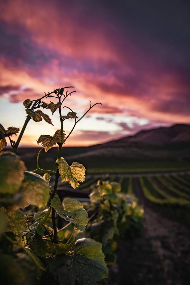 Okanagan vineyard at sunset